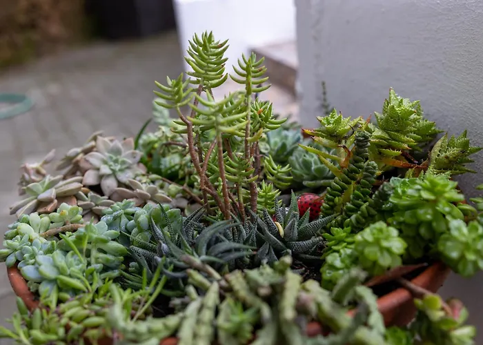 Quinta Macas By Sh Alvaiázere